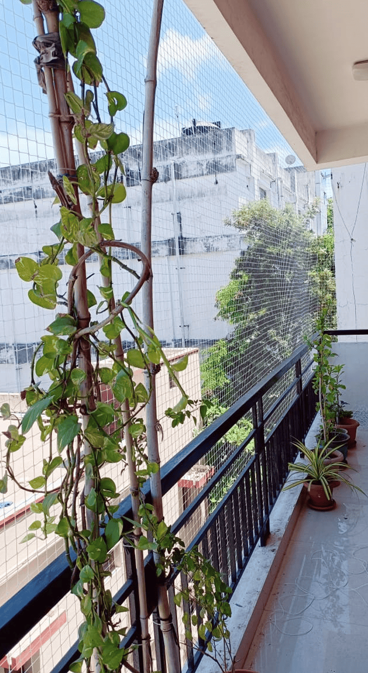 Bird-Netting-Service-in-Hyderabad
